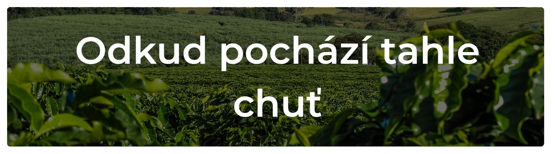 Káva Zimbabwe – tmavě pražená single origin