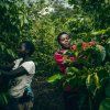 Rwanda Gitesi sbírání kávových zrn